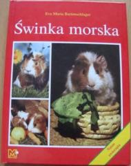 Świnka morska